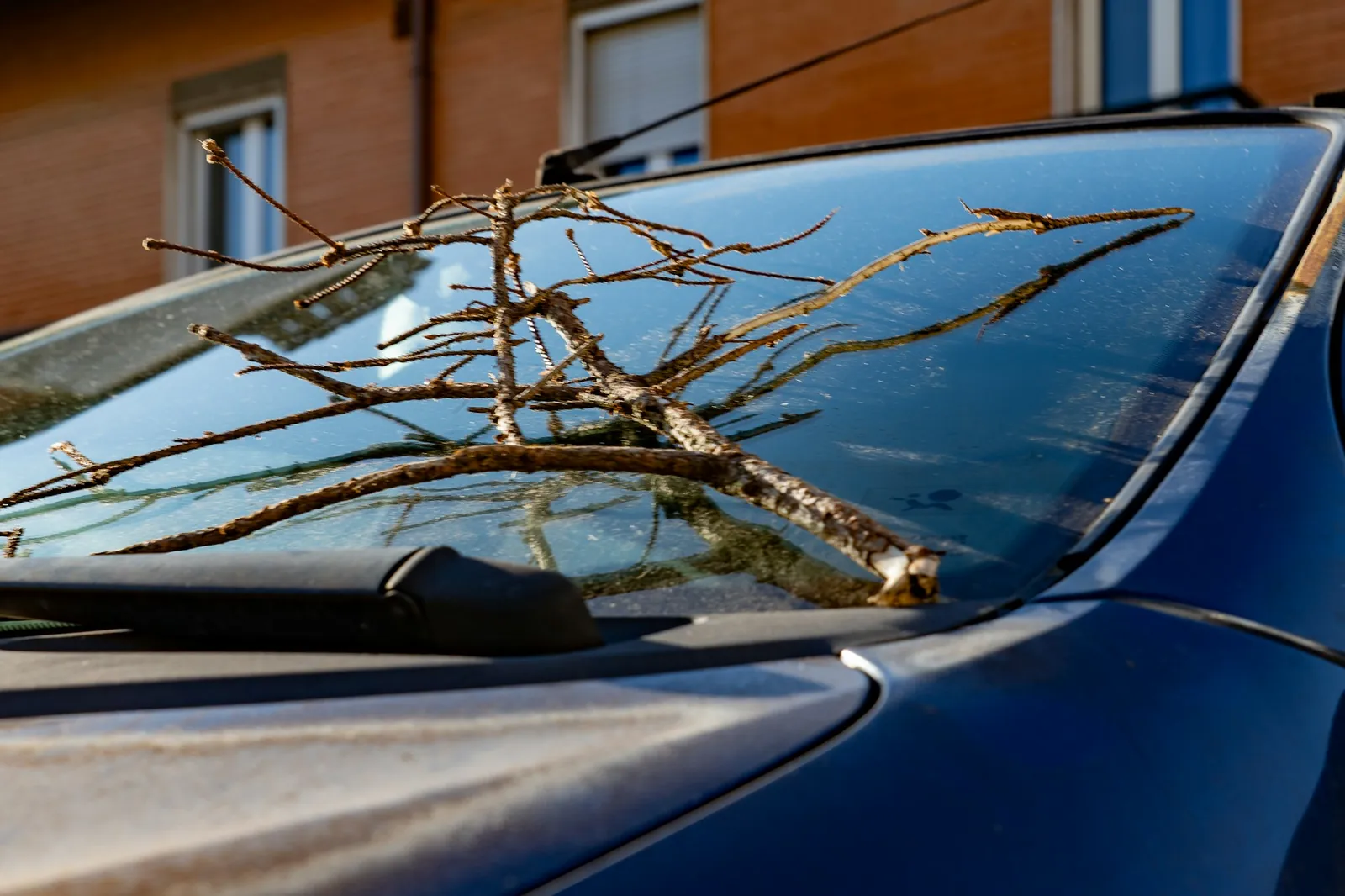 Fallen tree branch resting on a car windshield after a storm